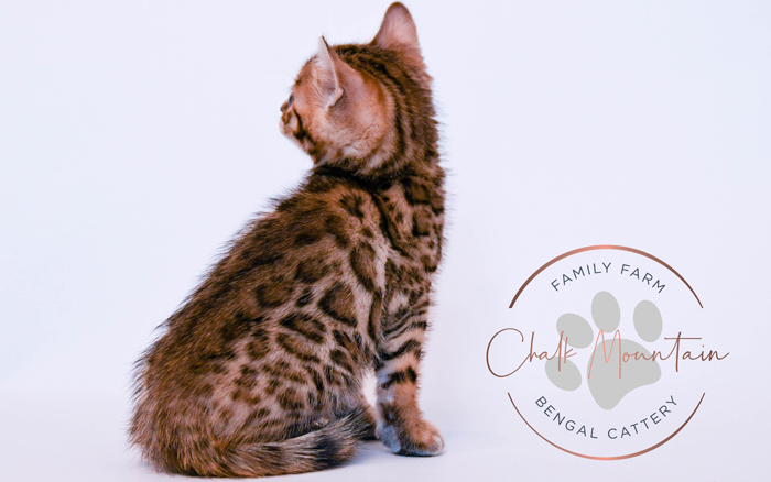 Bengal kitten for sale
